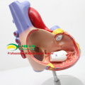 HEART04(12480) Medical Science Human Heart Anatomical Model